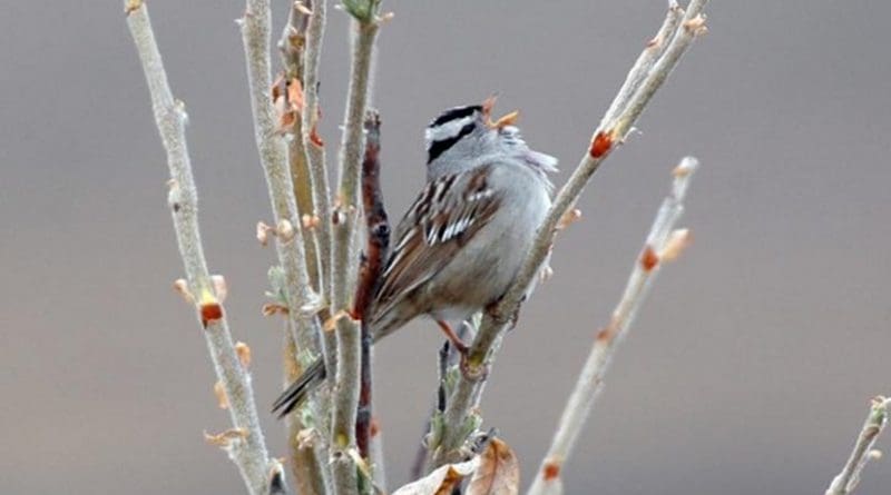 Gambel's white-crowned sparrows, like this one, prefer woody shrubs. As the Arctic continues to warm, shrubs on Alaska's North Slope are expected to overtake open grasslands. That could create conditions for sparrows to outcompete longspurs and other migratory birds. Credit John Wingfield