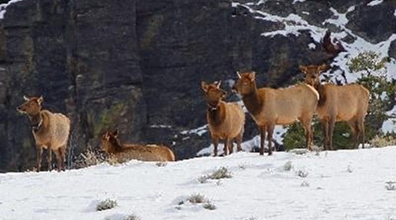 Utah State University scientists have shown that a 'landscape of fear' does not keep Yellowstone elk from using risky habitats where wolves kill them. In an Early View online article of Ecological Monographs, the researchers discuss how elk use nightly lulls in wolf activity to safely access dangerous areas. Credit Credit: Chad Wildermuth