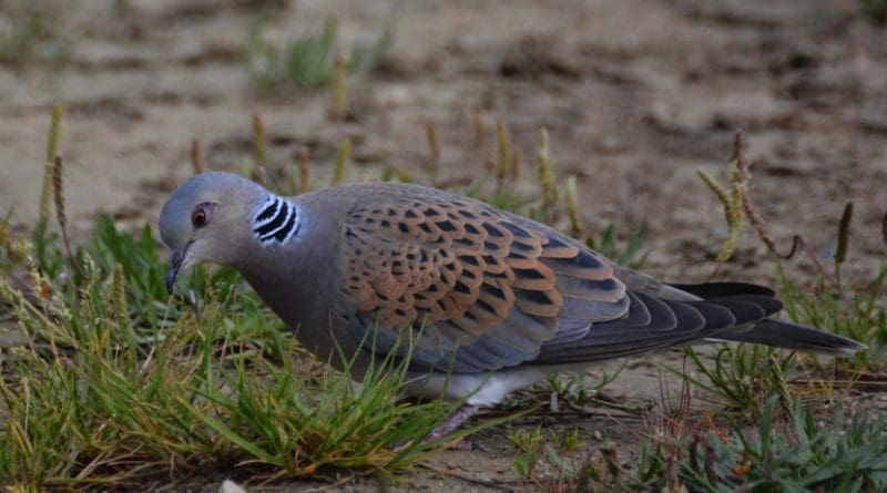 New research into Britain's fastest declining bird species has found that young turtle doves raised on a diet of seeds foraged from non-cultivated arable plants rather than food provided in people's gardens are more likely to survive after fledging. Credit Jenny Dunn
