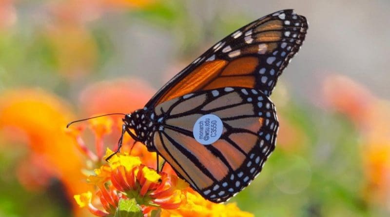 A Monarch butterfly with a WSU tracking tag on its wing. Sixty of these butterflies were found in the wild. This one in Avila Beach, Calif., located between Los Angeles and San Francisco. Credit WSU