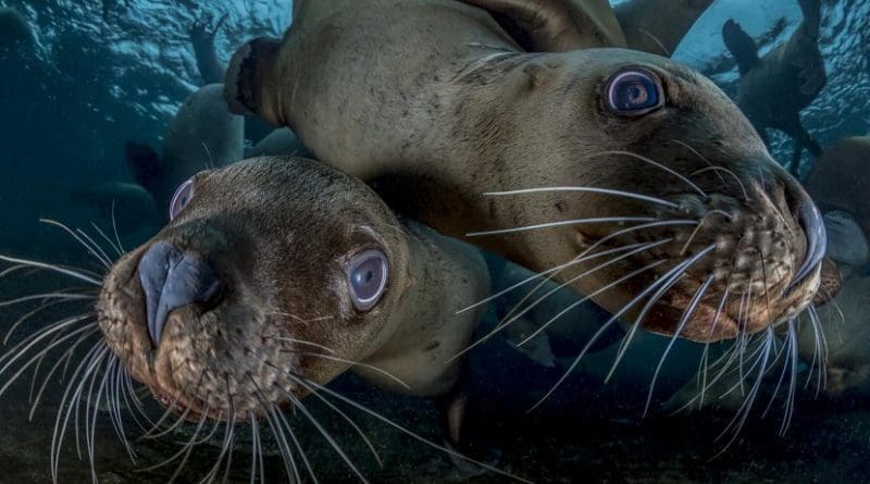 Steller sea lions sometimes become entangled in fishing nets set for other species. Powerful new techniques for mapping of ocean mixing zones help identify "hotspots of risk" where this is most likely, helping fishermen avoid unintended bycatch. Credit Steve Woods