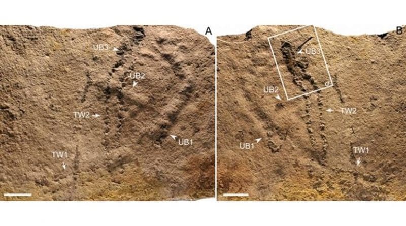 Trackways and burrows excavated in situ from the Ediacaran Dengying Formation. Credit NIGP