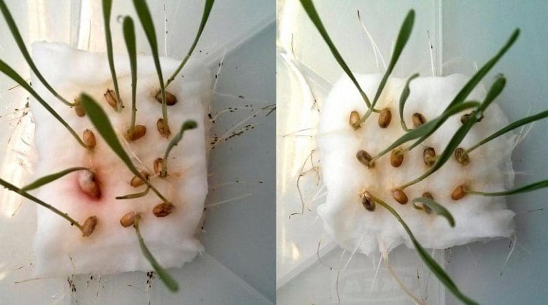 A team from the Technical University of Munich (TUM) has developed a biodegradable agent that keeps pests at bay without poisoning them: like mosquito repellent used by bathers in the summer, biotechnologically produced cembratrienol deters voracious insects. If aphids have the choice between wheat seedlings with (right) and without CBT-ol treatment (left), they avoid the treated seedlings. Credit Wolfgang Mischko / TUM