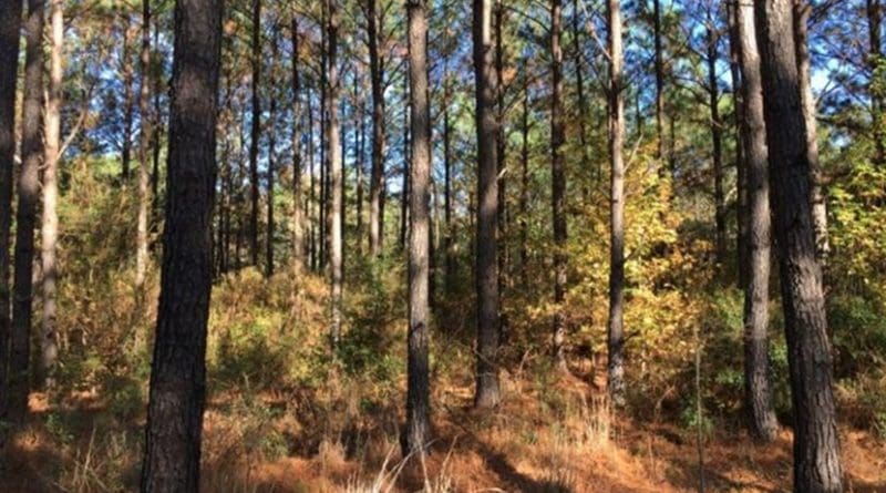 Researchers looked specifically at conditions in the Southeastern United States, often referred to as the 'wood basket of the United States' for its productive forests. Credit Virginia Tech