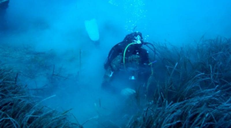 A diver surveys meadows of Posidonia oceanica off the coast of Cyprus. Credit Demetris Kletou/University of Plymouth