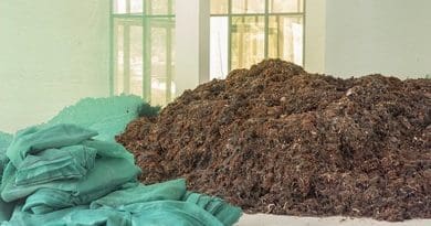 The seaweed is collected by hand, washed and dried in the sun before being cooked. (Salifa Karapetyan, SNA)
