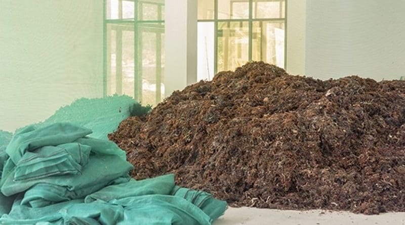 The seaweed is collected by hand, washed and dried in the sun before being cooked. (Salifa Karapetyan, SNA)