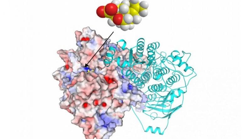 Depiction of the herbicide molecule (top), which inhibits an enzyme (bottom) that plants need. Credit Tang Research Group / UCLA Samueli