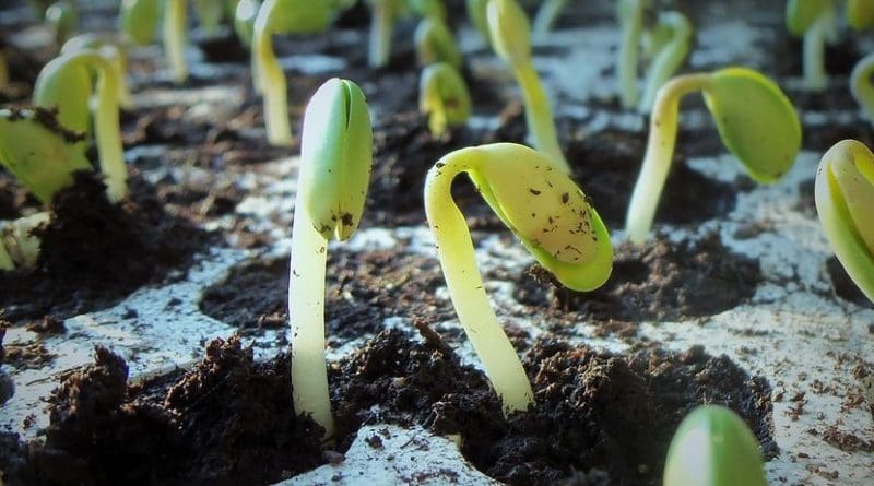 Soybeans.