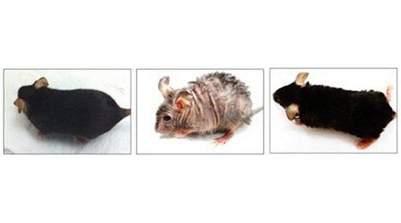 The mouse in the center photo shows aging-associated skin wrinkles and hair loss after two months of mitochondrial DNA depletion. That same mouse, right, shows reversal of wrinkles and hair loss one month later, after mitochondrial DNA replication was resumed. The mouse on the left is a normal control, for comparison. Credit UAB