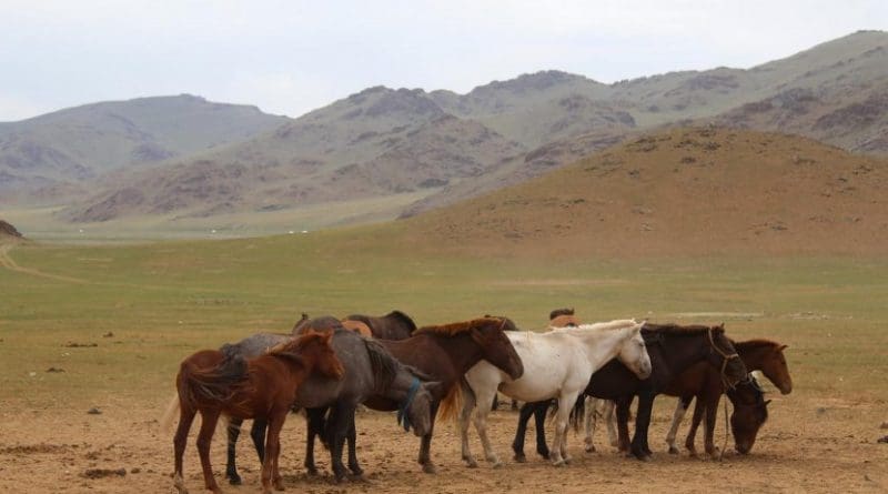 Horses congregate near a deer stone site in Bayankhongor, in central Mongolia's Khangai mountains. Credit William Taylor