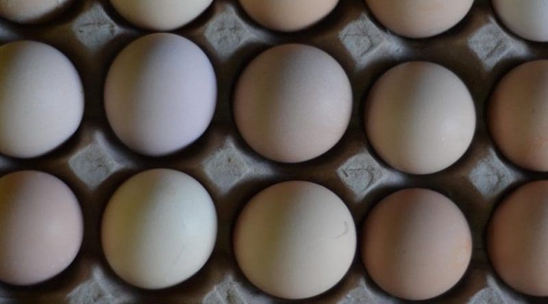 eggs file photo