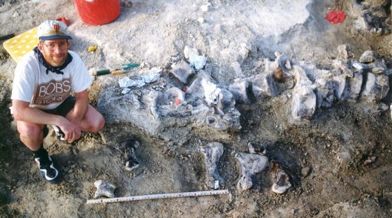 Photograph from the excavations in 1998, with the brachiosaur foot bones below a tail of a Camarasaurus. University of Kansas expedition crew member as a scale. Credit Photo courtesy of the KUVP archives.