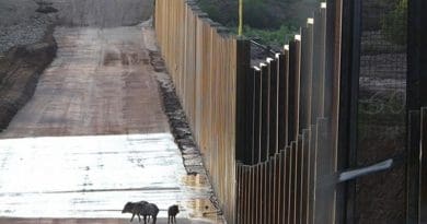 A family of javelinas encounters the wall on the U.S.-Mexico border near the San Pedro River in southeastern Arizona. Credit Matt Clark / Defenders of Wildlife