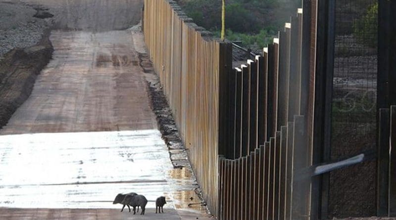 A family of javelinas encounters the wall on the U.S.-Mexico border near the San Pedro River in southeastern Arizona. Credit Matt Clark / Defenders of Wildlife