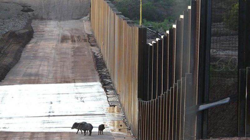 A family of javelinas encounters the wall on the U.S.-Mexico border near the San Pedro River in southeastern Arizona. Credit Matt Clark / Defenders of Wildlife