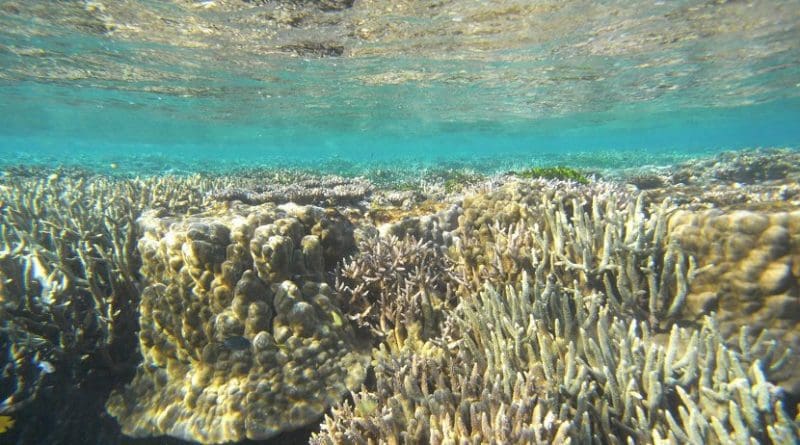 Coral reefs grow in shallow waters where they remain covered by the sea but still receive sunlight. The remains of ancient reefs were examined to determine sea levels from long ago by a research team led by University of Tokyo Professor Yusuke Yokoyama. Credit Image by Hironobu Kan