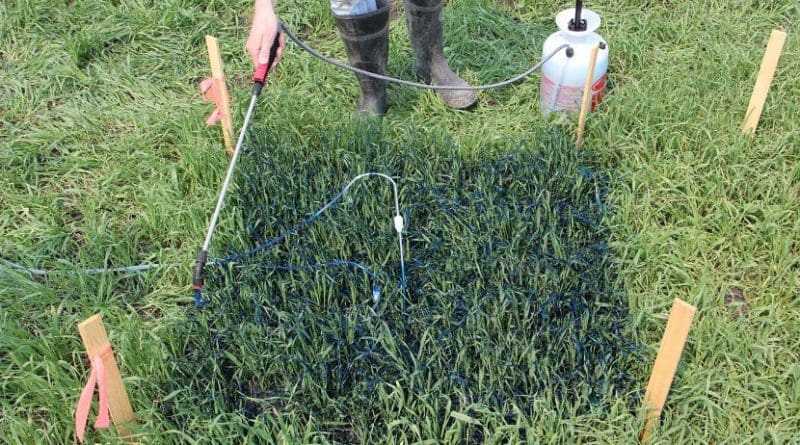 At the onset of the experiment, a pesticide sprayer is used to apply blue-dyed water on top of a 39 inch square (1 m by 1 m) soil plot. Credit Genevieve Ali