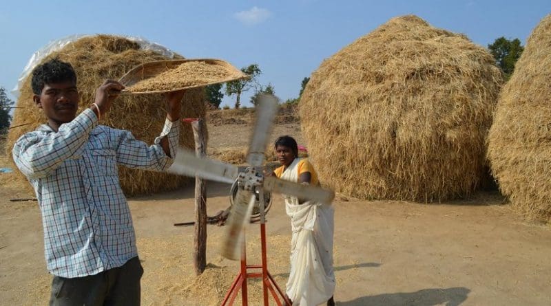 Rice farmers in India. Credit Kevin Krajick