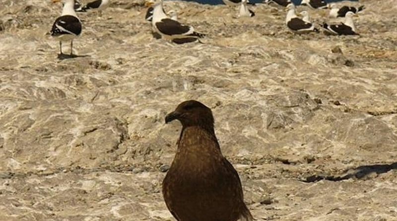 This study opens a new view to identify key areas for the conservation of seabirds in one of the most emblematic and productive natural systems of the world. Photo: Massimiliano Drago, UB-IRBio