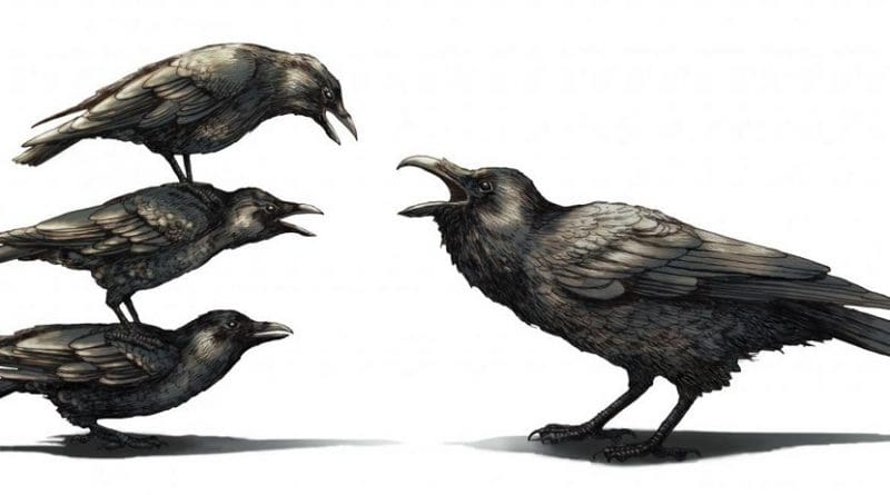 A group of crows antagonize a raven. Credit Phillip Krzeminski