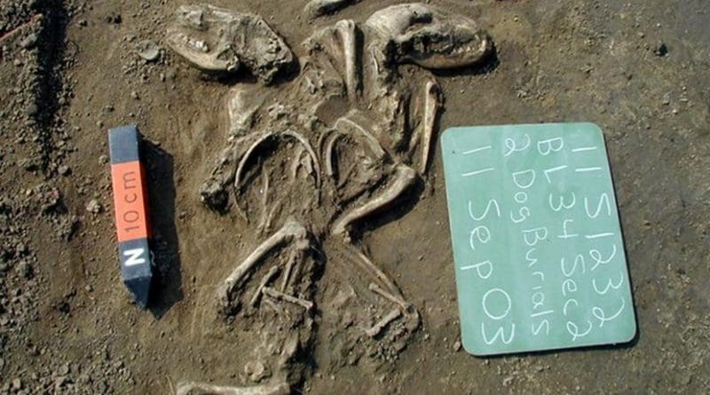 A ritual burial of two dogs at a site in Illinois near St. Louis suggests a special relationship between humans and dogs at this location and time (660 to 1,350 years ago). Credit Photo courtesy Illinois State Archaeological Survey.