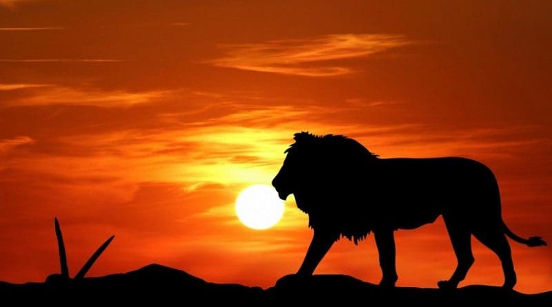 A new strategy ranks locations for lion conservation activities. Credit Karen Arnold