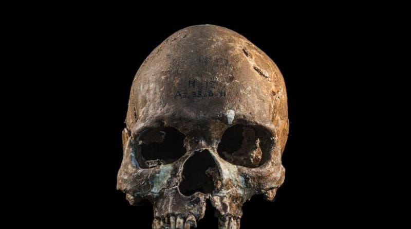 Skull from a Hòabìnhian person from Gua Cha archaeological site, Malaysian Peninsula. Credit Fabio Lahr