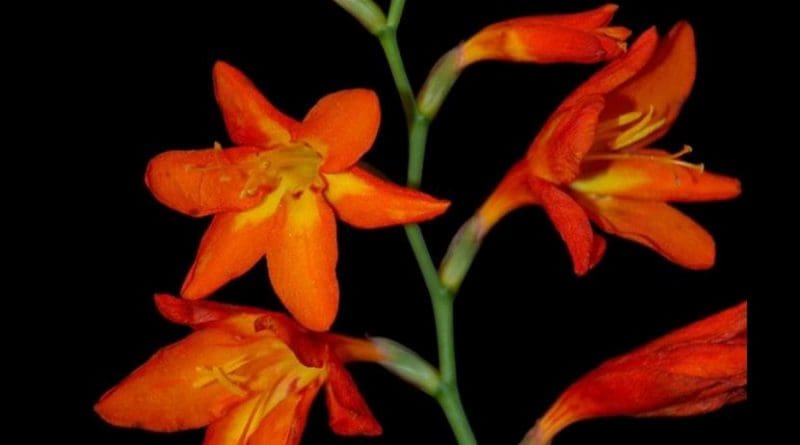 This is Montbretia, a popular summer garden plant. Credit Seohyun (Jenny) Jo, University of British Columbia.