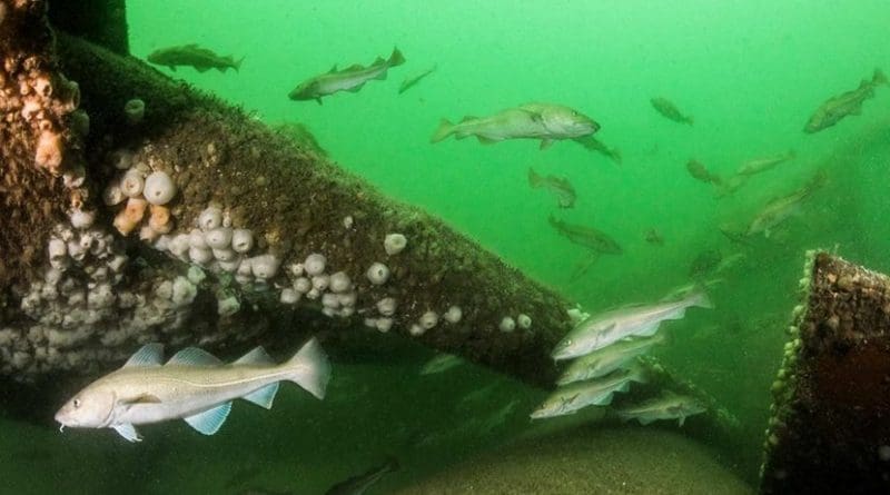 There are plenty of cod around a sunken oil rig. Credit Photo: C. Kuyvenhoven.