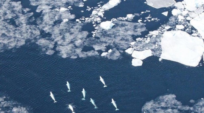 Beluga whales in the pack ice in West Greenland. Ships using the Northwest Passage would travel through Baffin Bay off Greenland's west coast. Credit Kristin Laidre/University of Washington