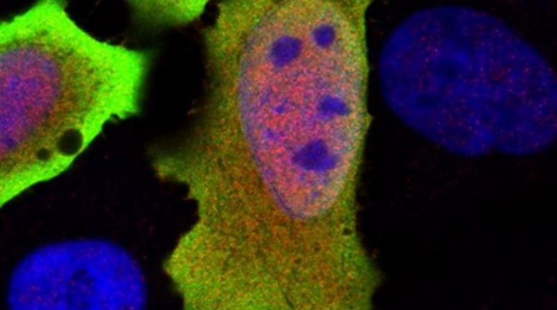 This is the C6orf106 or 'C6' gene. Credit CSIRO