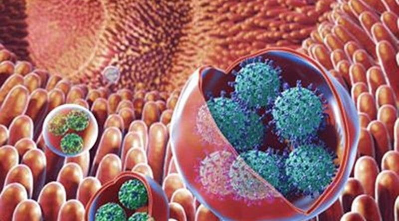 This is an illustration of membrane-bound vesicles containing clusters of viruses, including rotavirus and norovirus, within the gut. Rotaviruses are shown in the large vesicles, while noroviruses are shown in the smaller vesicles. Credit NIH