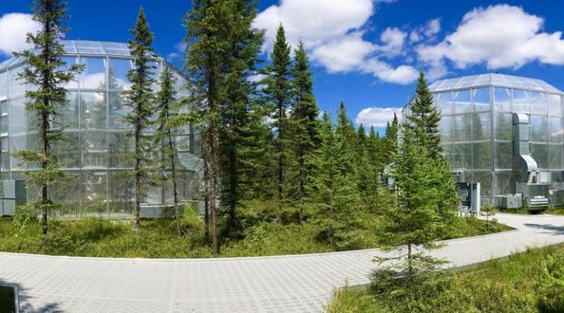Plants in the warmest of several study areas at the SPRUCE experimental site remained green and functional up to six weeks longer than plants growing at ambient temperatures. Credit Oak Ridge National Laboratory, U.S. Dept. of Energy
