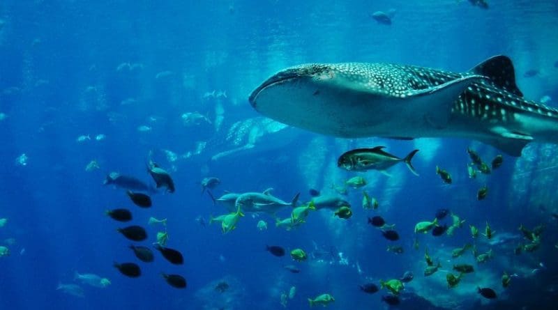 A whale shark.