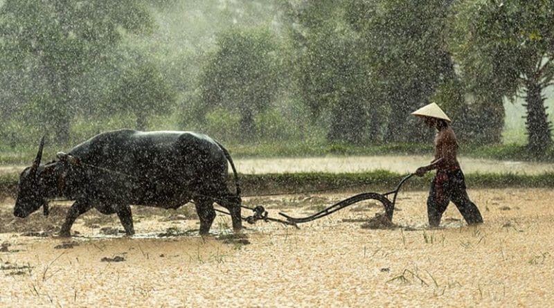 burma farmer