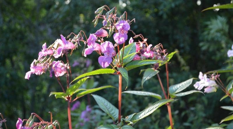 This is a Himalayan balsam. Credit Nigel Willby