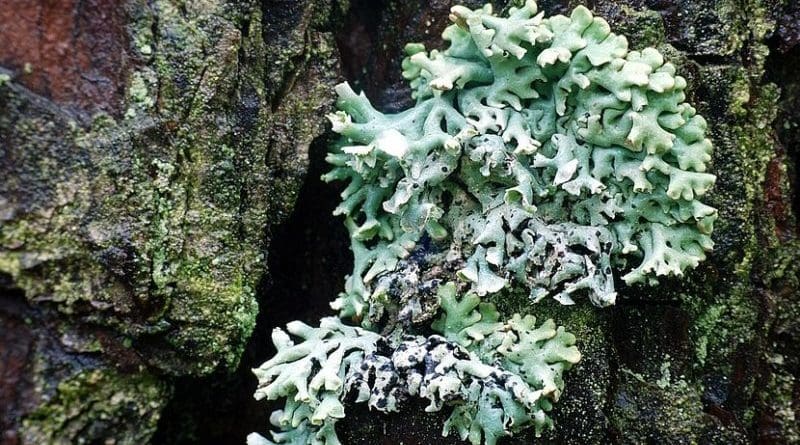 lichen tree moss