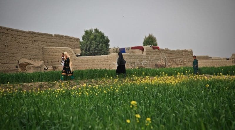 Farmland in Afghanistan.