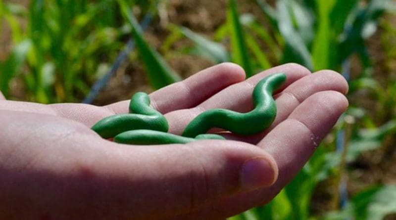 Ivan Hiltpold holds Play-Doh (plasticine) caterpillars designed to monitor birds preying on insects in response to plants sending out chemical pleas for help. Plant scientists refer to the chemicals as plant volatiles. Credit Monica Moriak