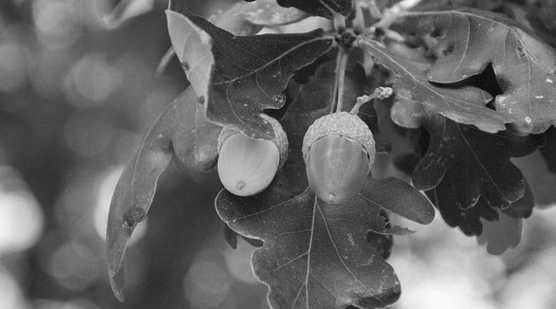 oak tree leaves acorn