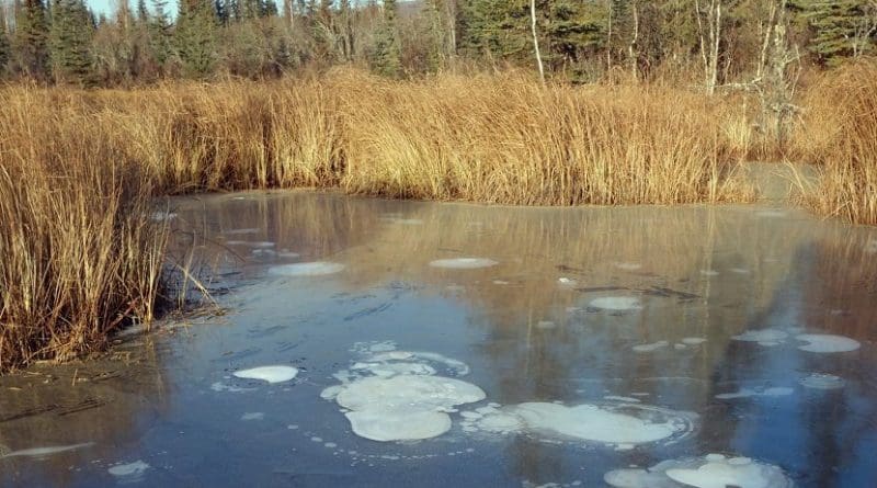 Methane bubbles are trapped in the ice on a pond near Fairbanks, Alaska. Credit Katey Walter Anthony