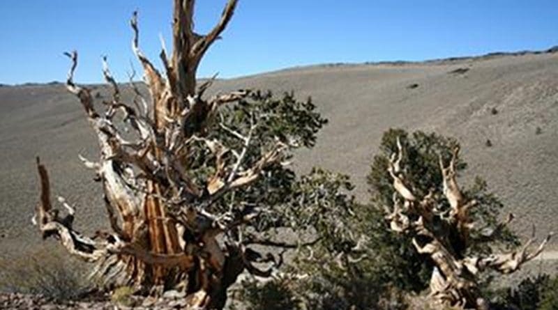 Researchers used two different tree-ring chronologies from long-lived trees that were alive at the time of the Thera eruption, including bristlecone pines. Credit: © Charlotte Pearson