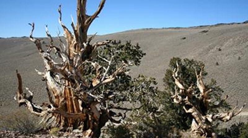 Researchers used two different tree-ring chronologies from long-lived trees that were alive at the time of the Thera eruption, including bristlecone pines. Credit: © Charlotte Pearson