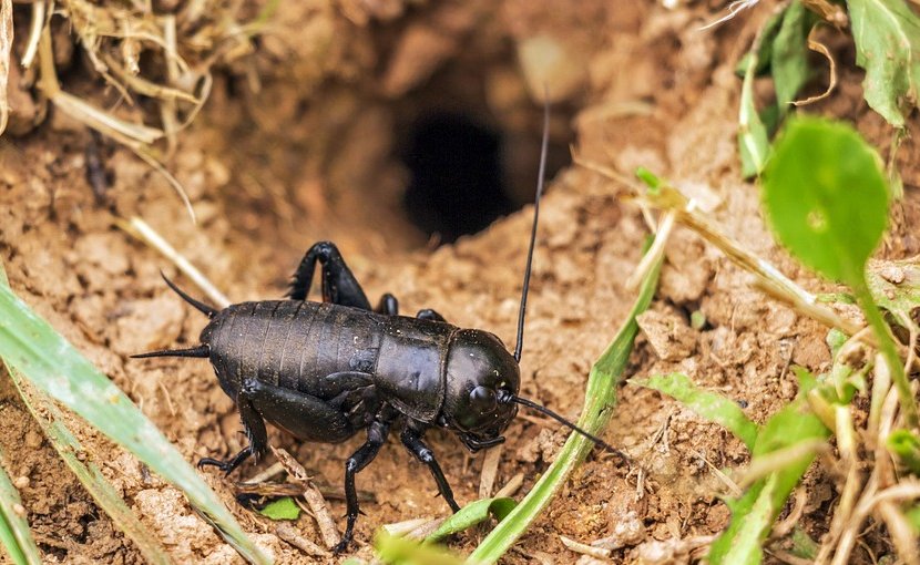 cricket insect