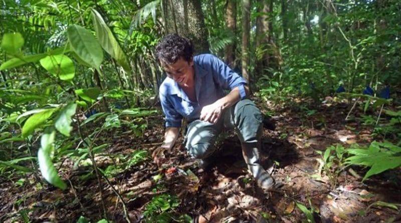 Smithsonian postdoctoral fellow Paul-Camilo Zalamea recovers seeds buried in the forest on Barro Colorado Island, Panama to study the fungi that may have colonized them. Courtesy of Rodrigo Aragua/AFP Credit Rodrigo Aragua/AFP
