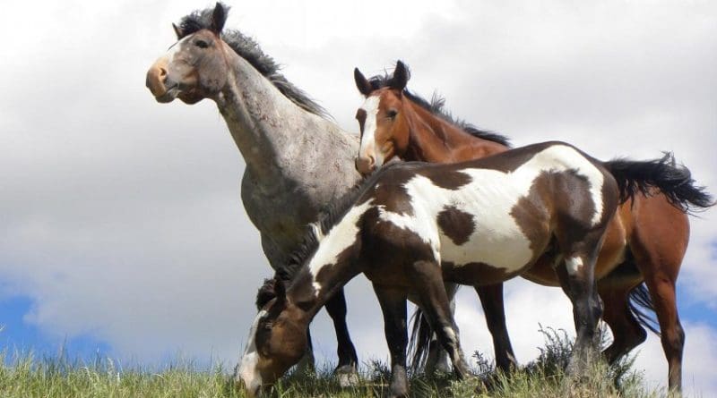 Three common pelage types presented in the Theodore Roosevelt National Park horses. Credit NPS / Thom Buras