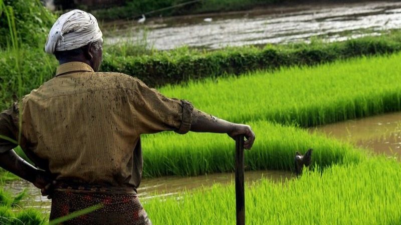 Farmer in Kerala, India.