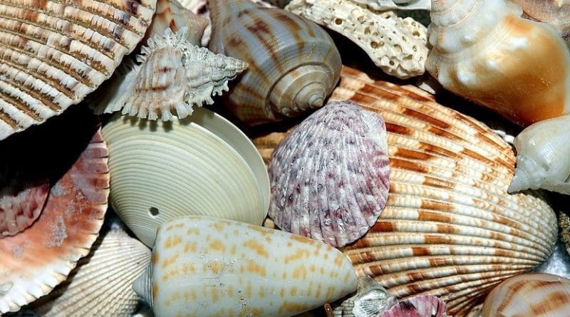 shells clams mollusks