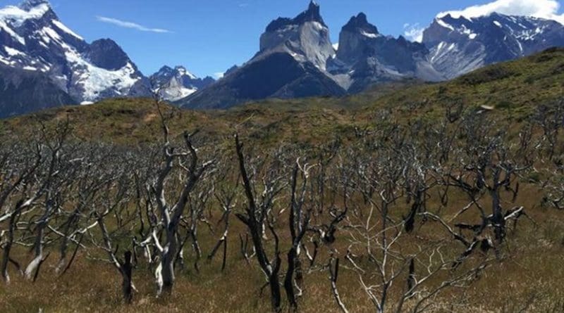 This photo shows a forest of Nothofagus antarctica trees that burned in fire that covered 40,000 acres in Torres del Paine National Park, Chile in 2012. Credit Photo by D. McWethy